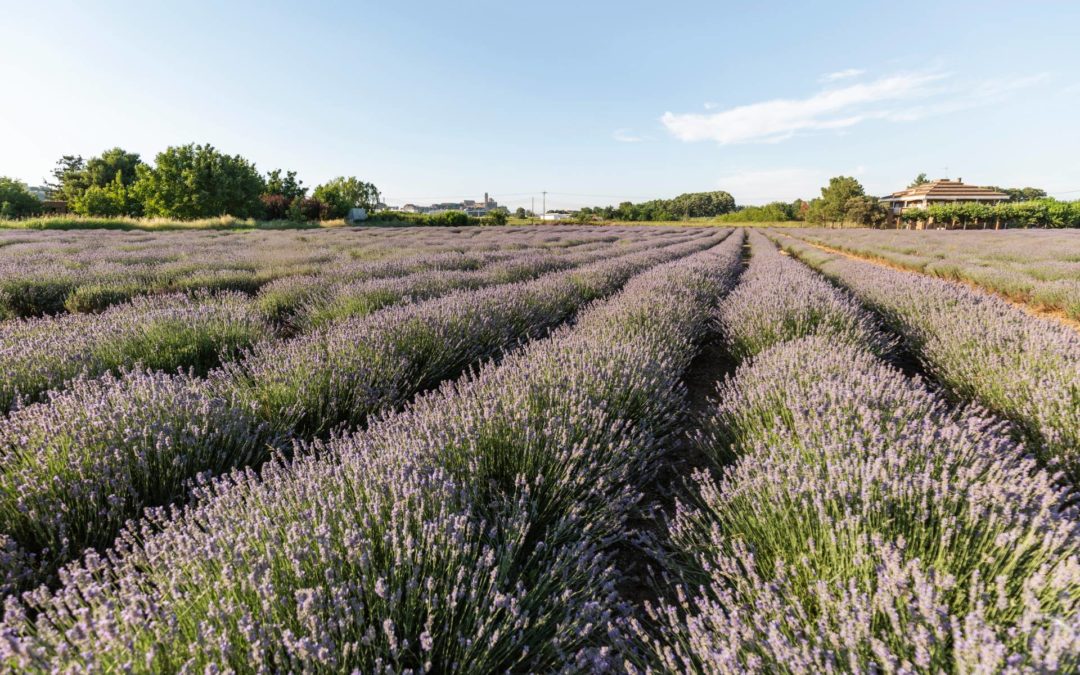 L’Horta de Lleida. Una visió des del Parc Científic