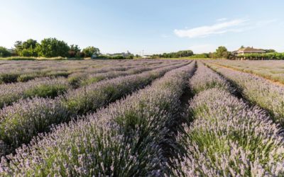 L’Horta de Lleida. Una visió des del Parc Científic