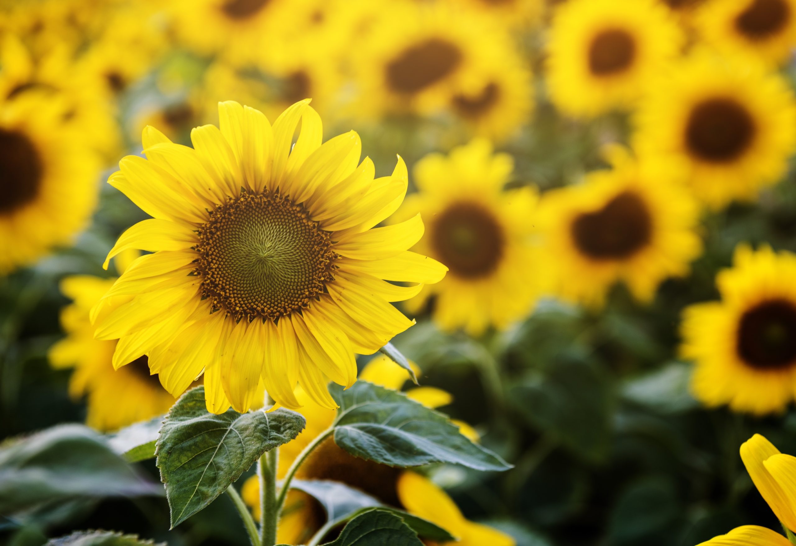 Beautiful Blossom Sunflowers in the Field