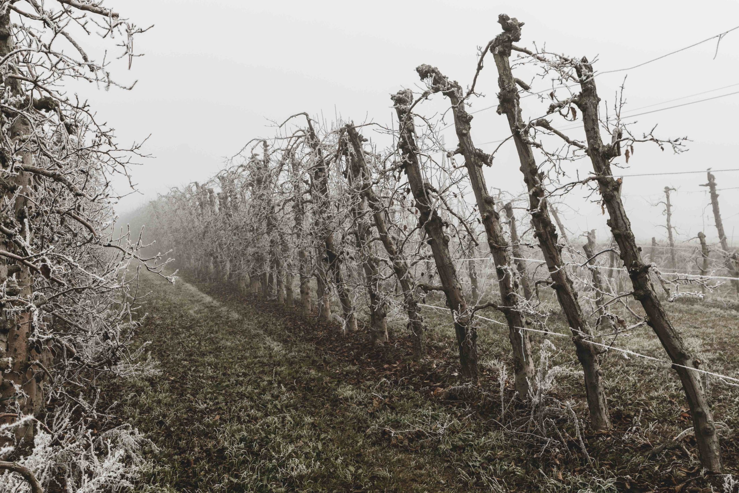 Fruit trees covered by ice during the winter on Lleida (Spain). Morning frost on fruit trees.